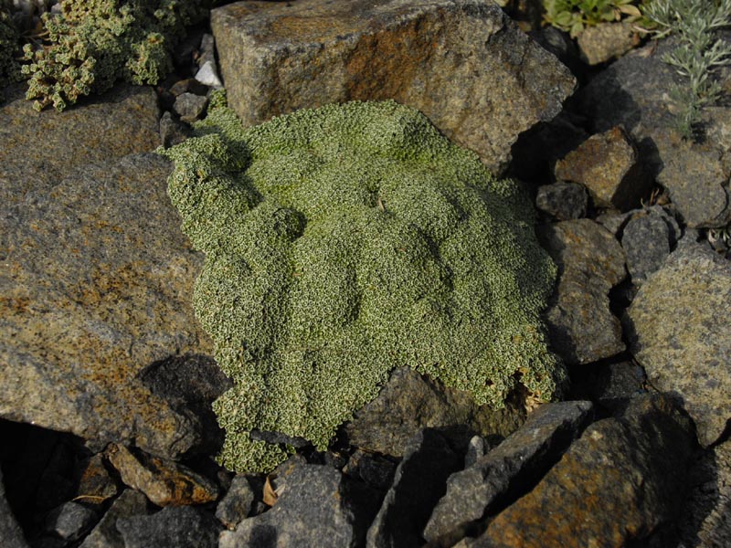 Arenaria alfacarensis